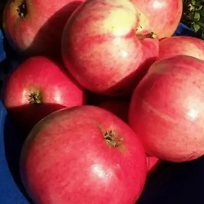 Яблоня СУЙСЛЕПСКОЕ (МАЛИНОВКА) в Жодино