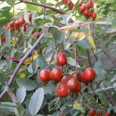 Роза сизая в Жодино