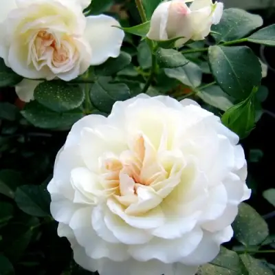 Роза ВАЙТ МЕЙДИЛАНД почвопокровная в Жодино