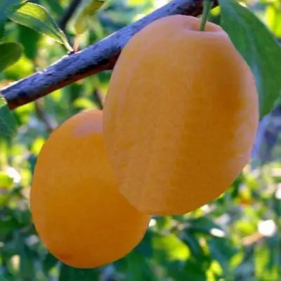 Слива НАТАША в Жодино