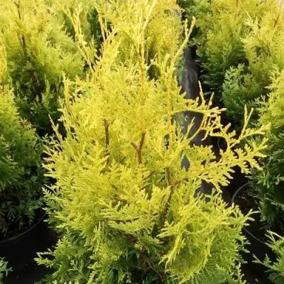 Туя ГОЛДЕН БРАБАНТ западная в Жодино