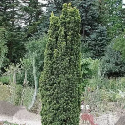 Тис ФАСТИГИАТА РОБУСТА  ягодный  в Жодино