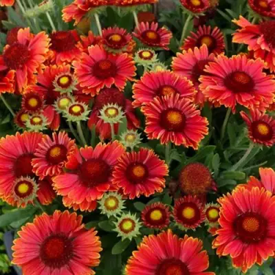 Гайлардия АРИЗОНА РЕД ШЕЙДС в Жодино