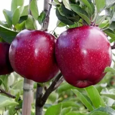 Яблоня РЕД ДЕЛИШЕС в Жодино