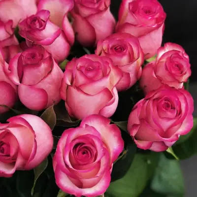 Роза КАРУСЕЛЬ чайно-гибридная в Жодино