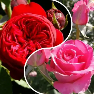 Комплект РОМАНТИЧЕСКИЙ БУКЕТ в Жодино