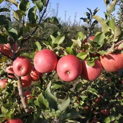 Яблоня ЧЕМПИОН РЕНО в Жодино