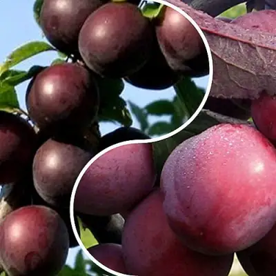 Комплект ИЗЮМИНКА САДА в Жодино