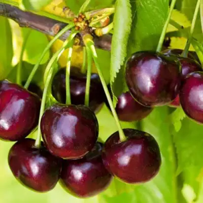 саженцы черешни Ипуть