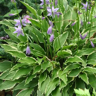 Хоста СТИЛЕТТО гибридная в Жодино