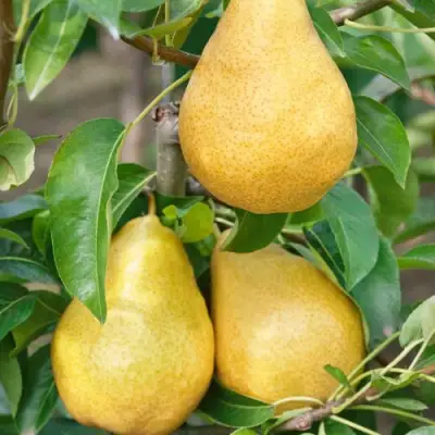 Груша ДЮШЕС ЛЕТНИЙ в Жодино