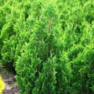 Туя СПИРАЛИС западная в Жодино