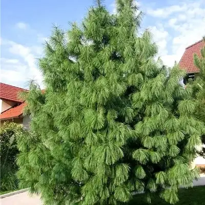 Сосна гриффита в Жодино