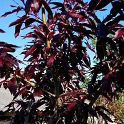 Персик БУРГУНДИ краснолистный в Жодино