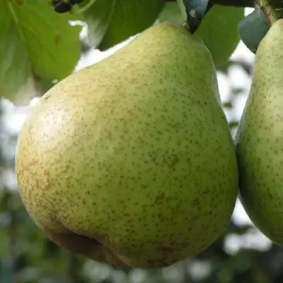 Груша ПЛАТОНОВСКАЯ в Жодино