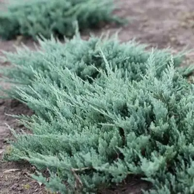 Можжевельник БЛЮ ЧИП горизонтальный  в Жодино