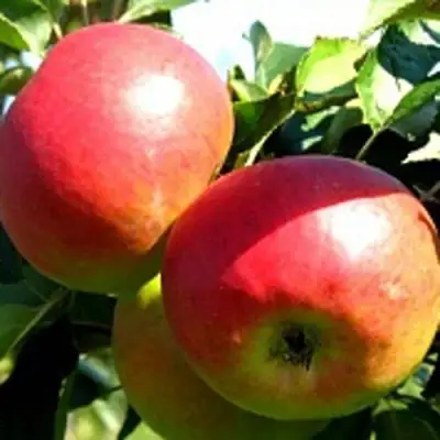 Яблоня СОКОЛОВСКОЕ стелющаяся в Жодино