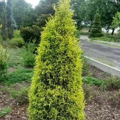 Можжевельник ГОЛД КОН обыкновенный в Жодино