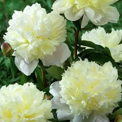 Пион ЛАУРА ДЕСЕРТ травянистый в Жодино