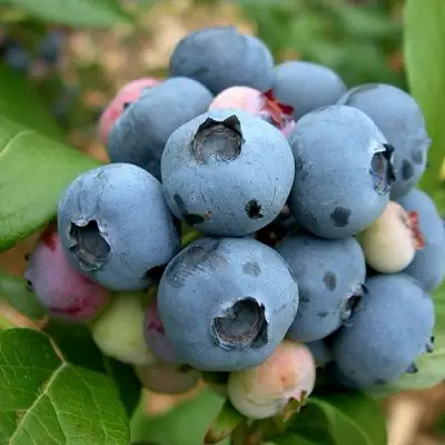 Голубика КОЛЛИНЗ в Жодино