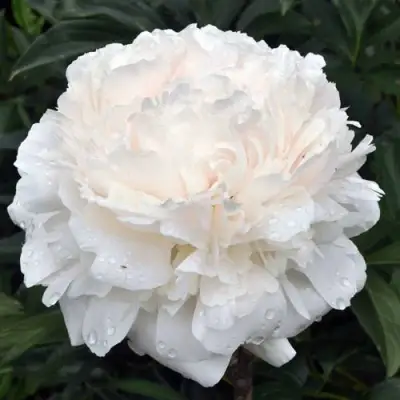 Пион БРАЗЕР ЧАК травянистый в Жодино