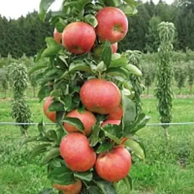 Яблоня ЯНТАРНОЕ ОЖЕРЕЛЬЕ колонновидная в Жодино