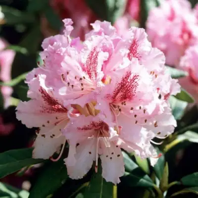 Рододендрон ЧИР в Жодино