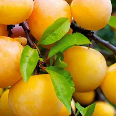 Слива МЕДОВАЯ ЖЁЛТАЯ в Жодино