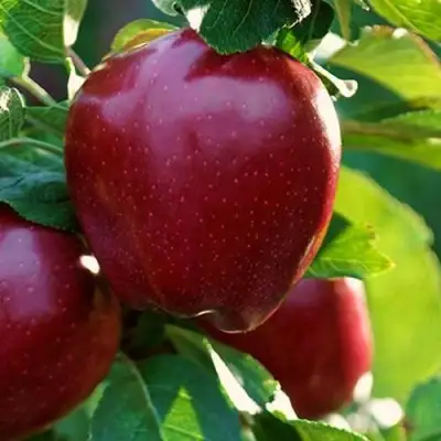 Яблоня РЕД ЧИФ в Жодино