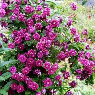 Клематис ПУРПУРЕА ПЛЕНА ЭЛЕГАНС в Жодино