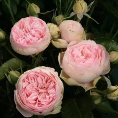 Роза ЧАРМИНГ ПИАНО спрей в Жодино