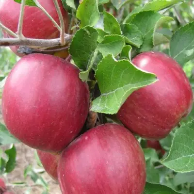 Яблоня МОСКОВСКОЕ ОЖЕРЕЛЬЕ колонновидная в Жодино