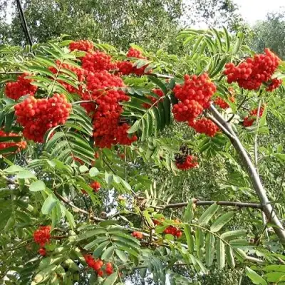 Рябина САХАРНАЯ ПЕТРОВА сладкоплодная в Жодино