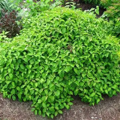 Дерен КЕЛСЕИ шелковистый  в Жодино