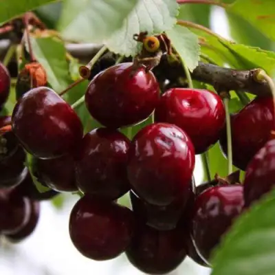 Вишня НОВОДВОРСКАЯ в Жодино