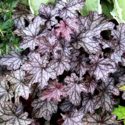 Гейхера ШУГА ФРОСТИНГ в Жодино