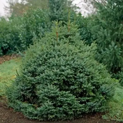 Ель НАНА сербская в Жодино