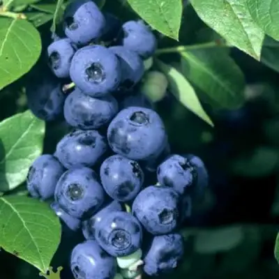 Голубика НОРТ КАНТРИ в Жодино