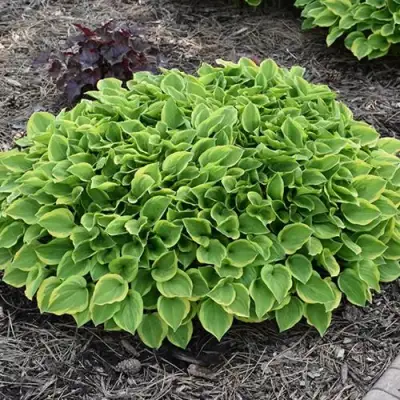 Хоста ГОЛДЕН ТИАРА в Жодино