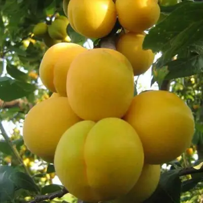 Слива ЛОДВА в Жодино