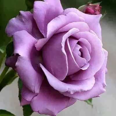 Роза МАЙЗЕР чайно-гибридная в Жодино