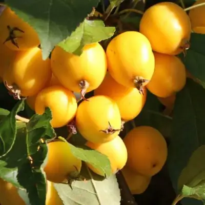 Яблоня ГОЛДЕН ХОРНЕТ декоративная в Жодино