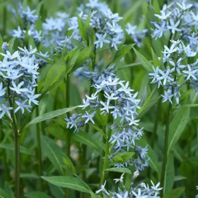 Амсония иволистная в Жодино