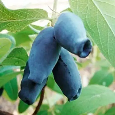 Жимолость съедобная АМФОРА в Жодино