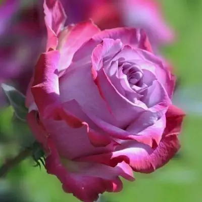 Роза ДИП ВОТЕР чайно-гибридная в Жодино