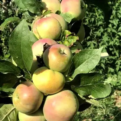 Яблоня ПРИОКСКОЕ колонновидная в Жодино