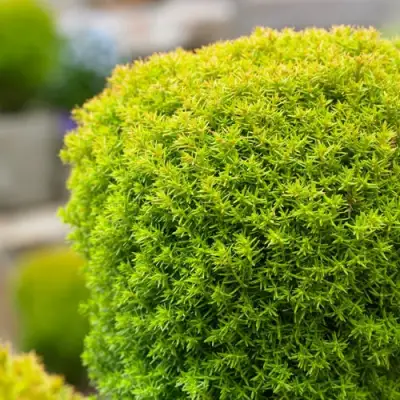 Туя АННИЕК западная в Жодино