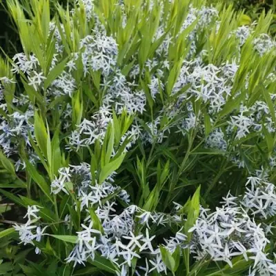 Амсония иволистная в Жодино