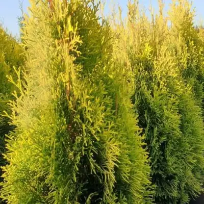 Туя ГОЛДЕН СМАРАГД западная в Жодино