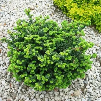 Пихта НАНА бальзамическая в Жодино